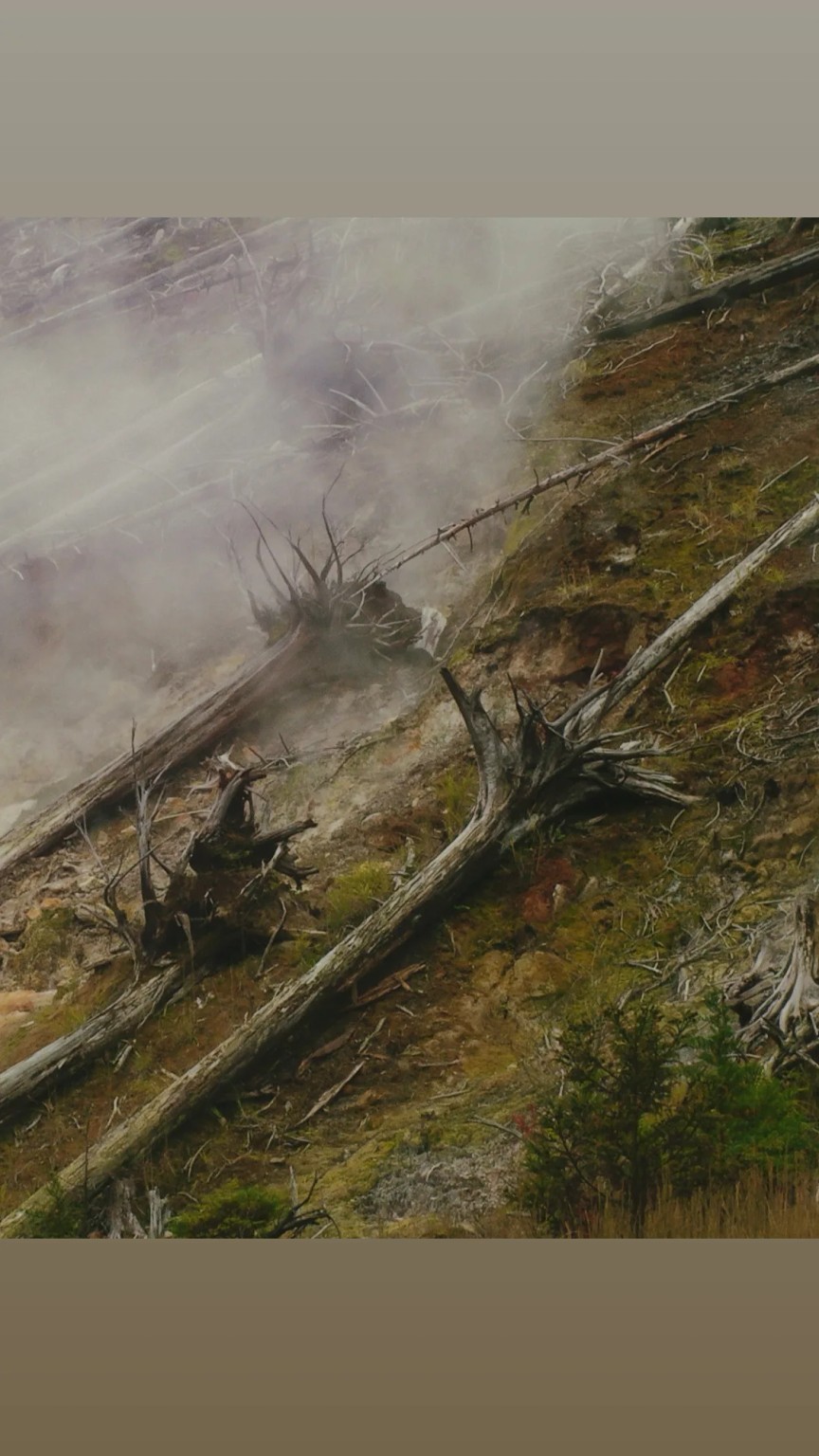 Fallen trees and drifting steam on a forest slope